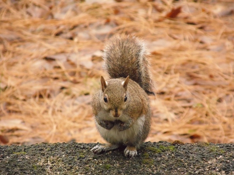 Sciurus carolinensis - Arluno (MI)